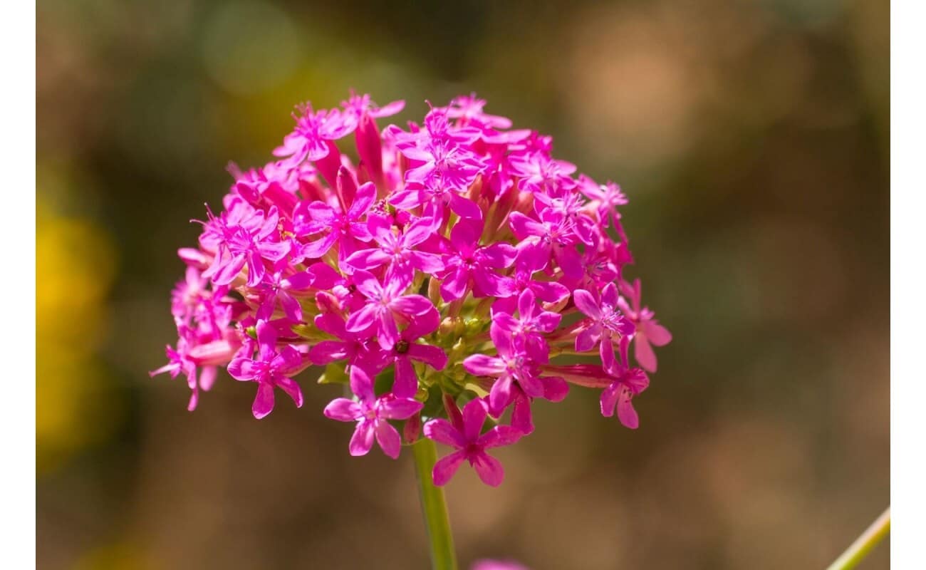 Sweet William Catchfly-3942