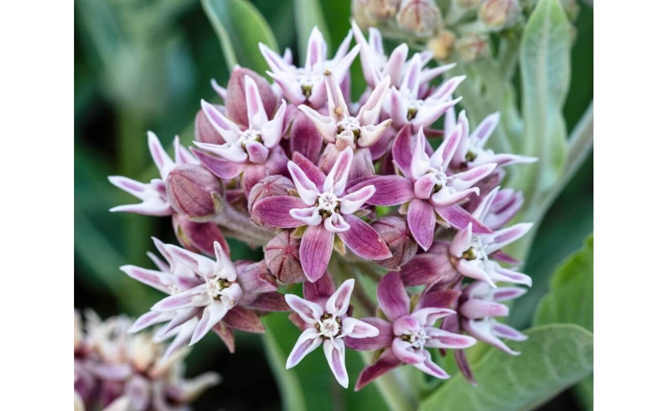 Narrowleaf Milkweed-5221