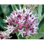 Narrowleaf Milkweed-5221