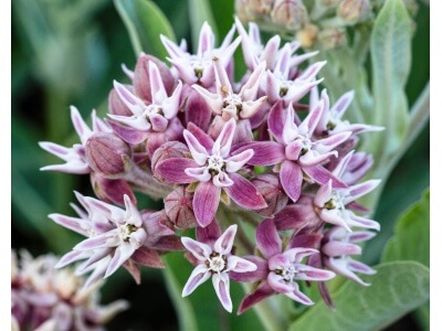 Narrowleaf Milkweed-5221