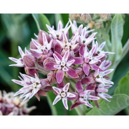 Narrowleaf Milkweed-5221