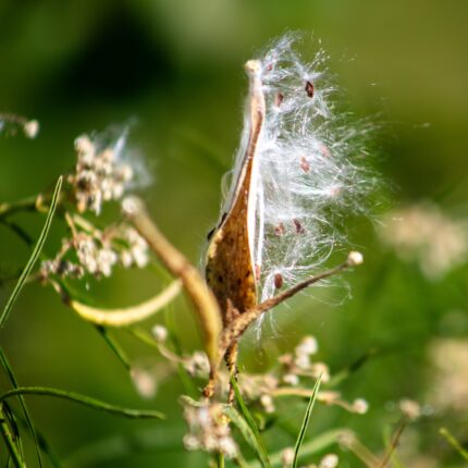 Monarch Narrow Leaf Milkweed pod releasing Parachute Seeds