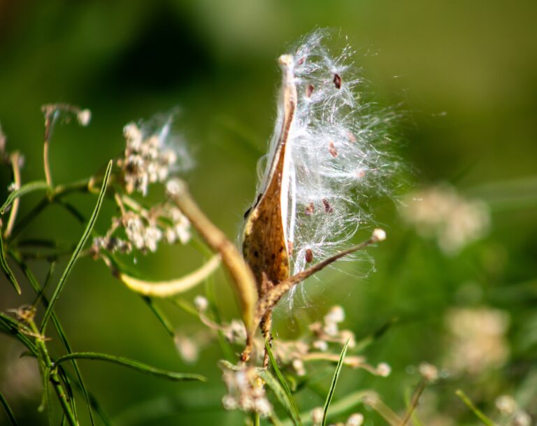 Monarch Narrow Leaf Milkweed pod releasing Parachute Seeds