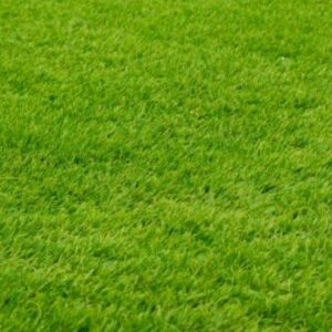 Bermuda Grass