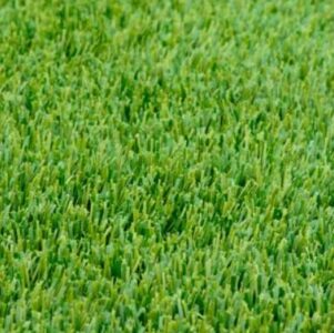 Perennial Ryegrass