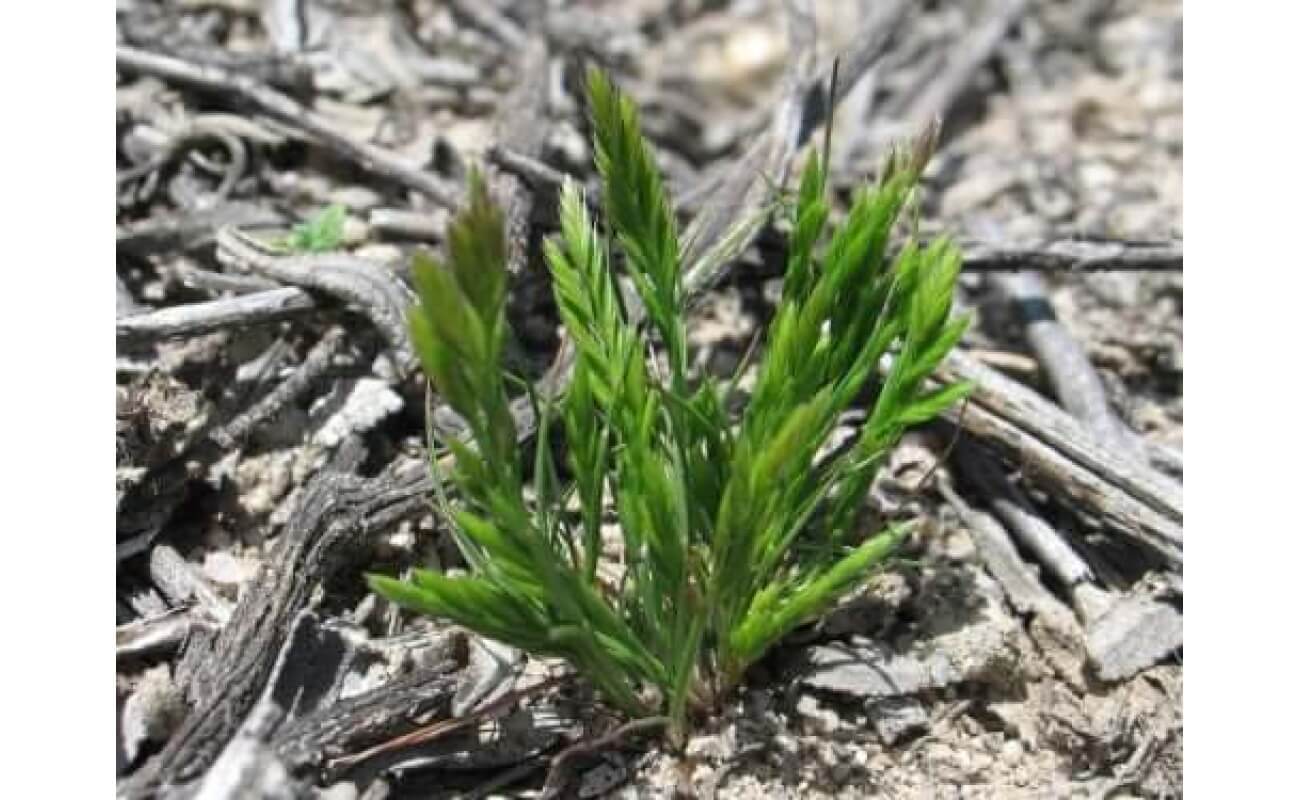 Six Weeks Fescue-4263