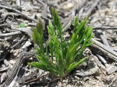 Six Weeks Fescue-4263