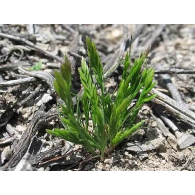 Six Weeks Fescue-4263