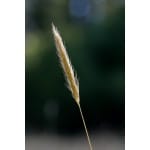 Meadow Barley-4281