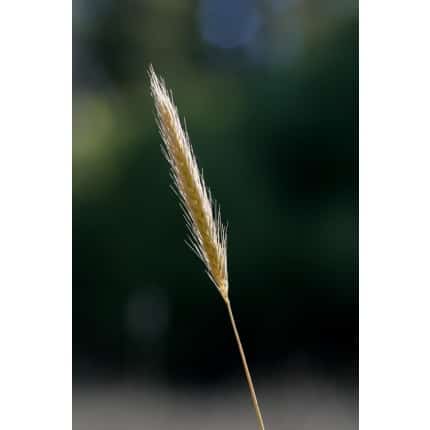 Meadow Barley-4281