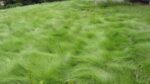 San Diego Bentgrass-4201