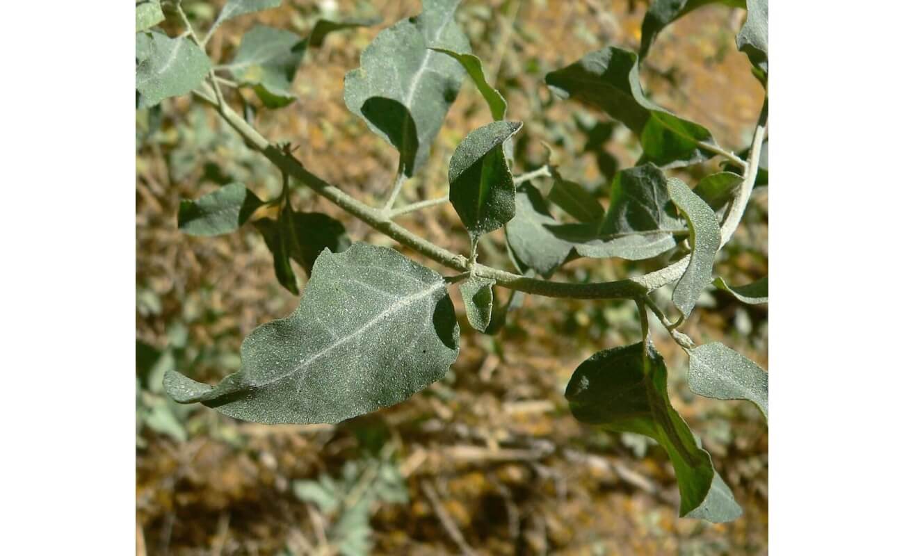 Quailbush-4236