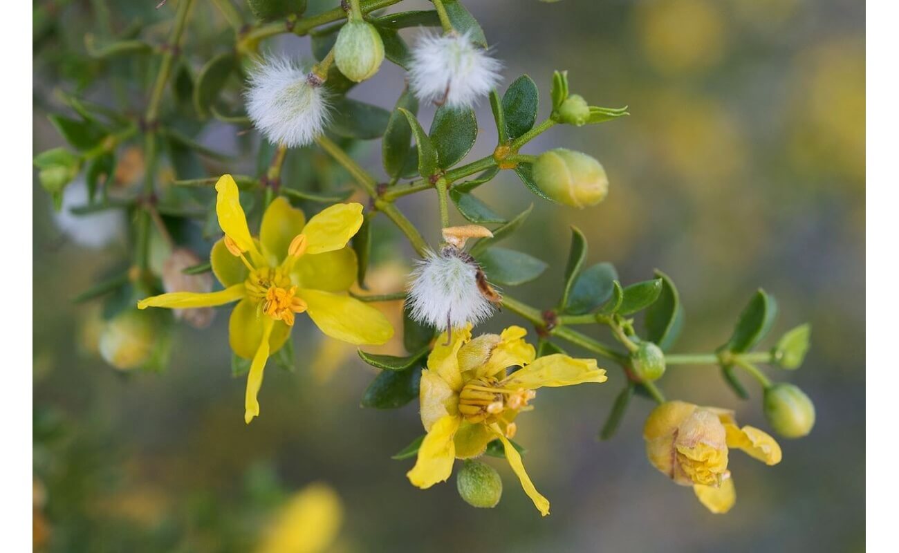 Creosote Bush-4240