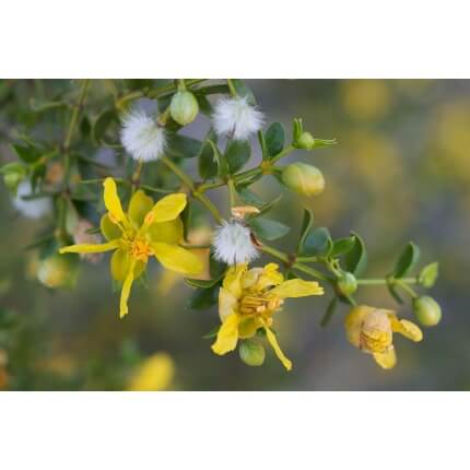 Creosote Bush-4240