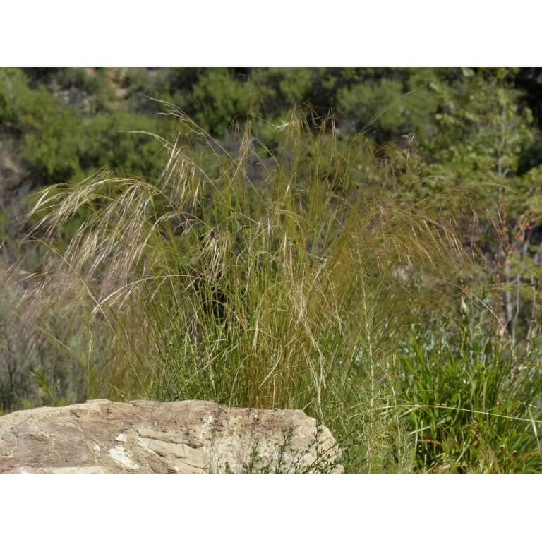 Nodding Needlegrass-4276