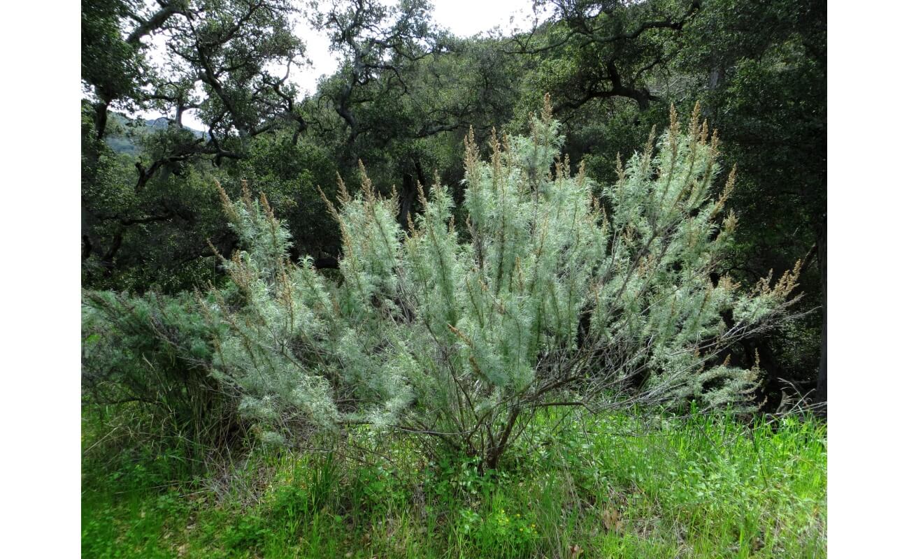 California Sagebrush-4230