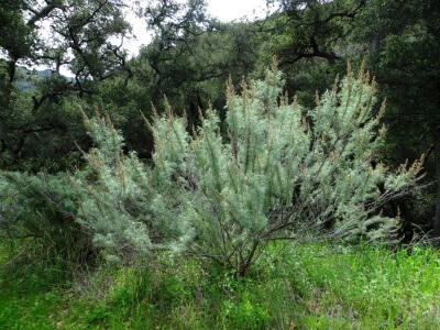 California Sagebrush-4230