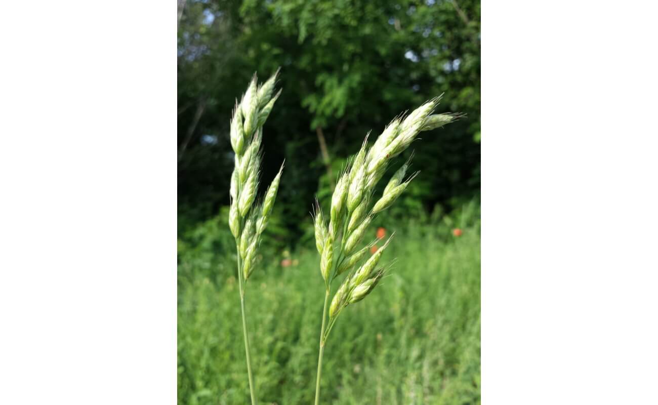 Blando Brome Grass-4301