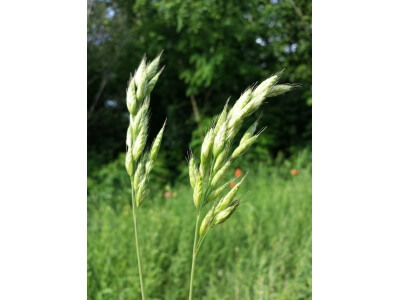 Blando Brome Grass-4301