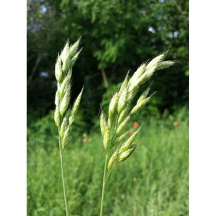 Blando Brome Grass-4301