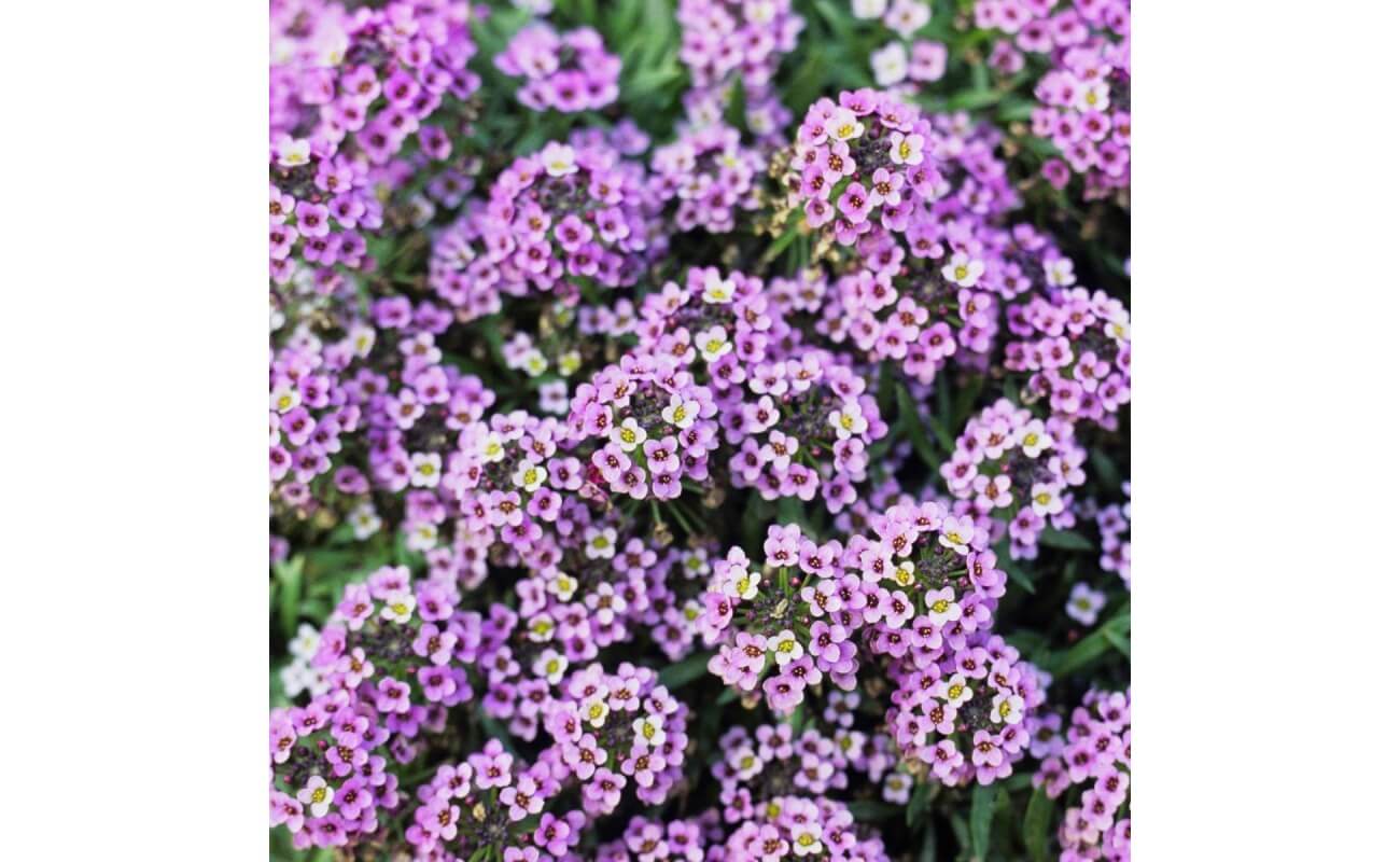 Purple Alyssum-4163