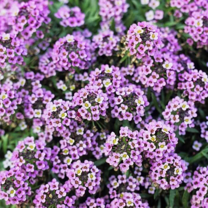 Purple Alyssum-4163