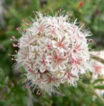 California Buckwheat-4225