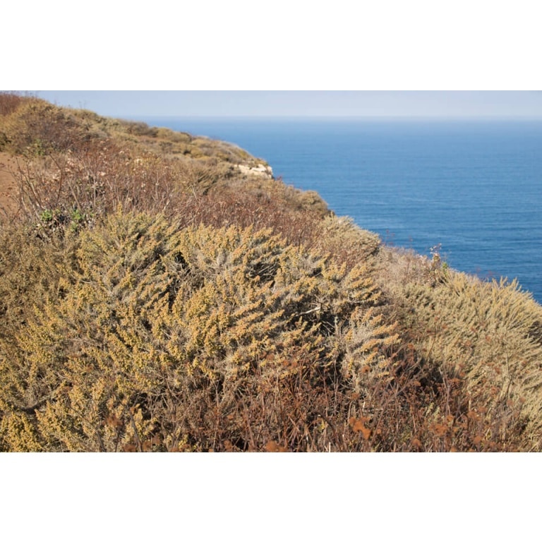 Coastal Sage Scrub Mix-4321