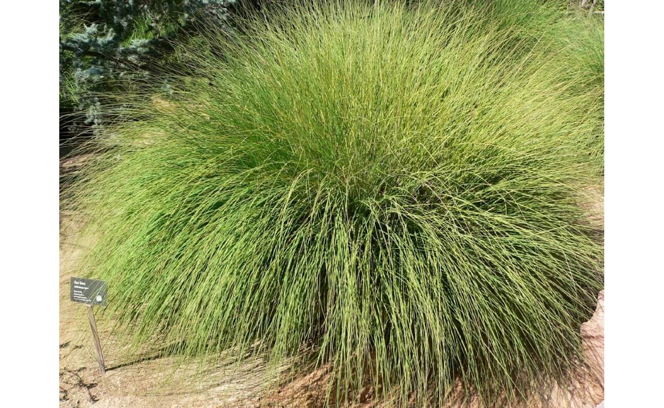 Deergrass-4289