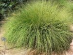 Deergrass-4289