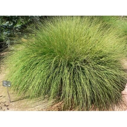 Deergrass-4289