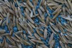 Southern Sports Turf Mix-4178