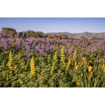 Ed Gedling Lupine-5314