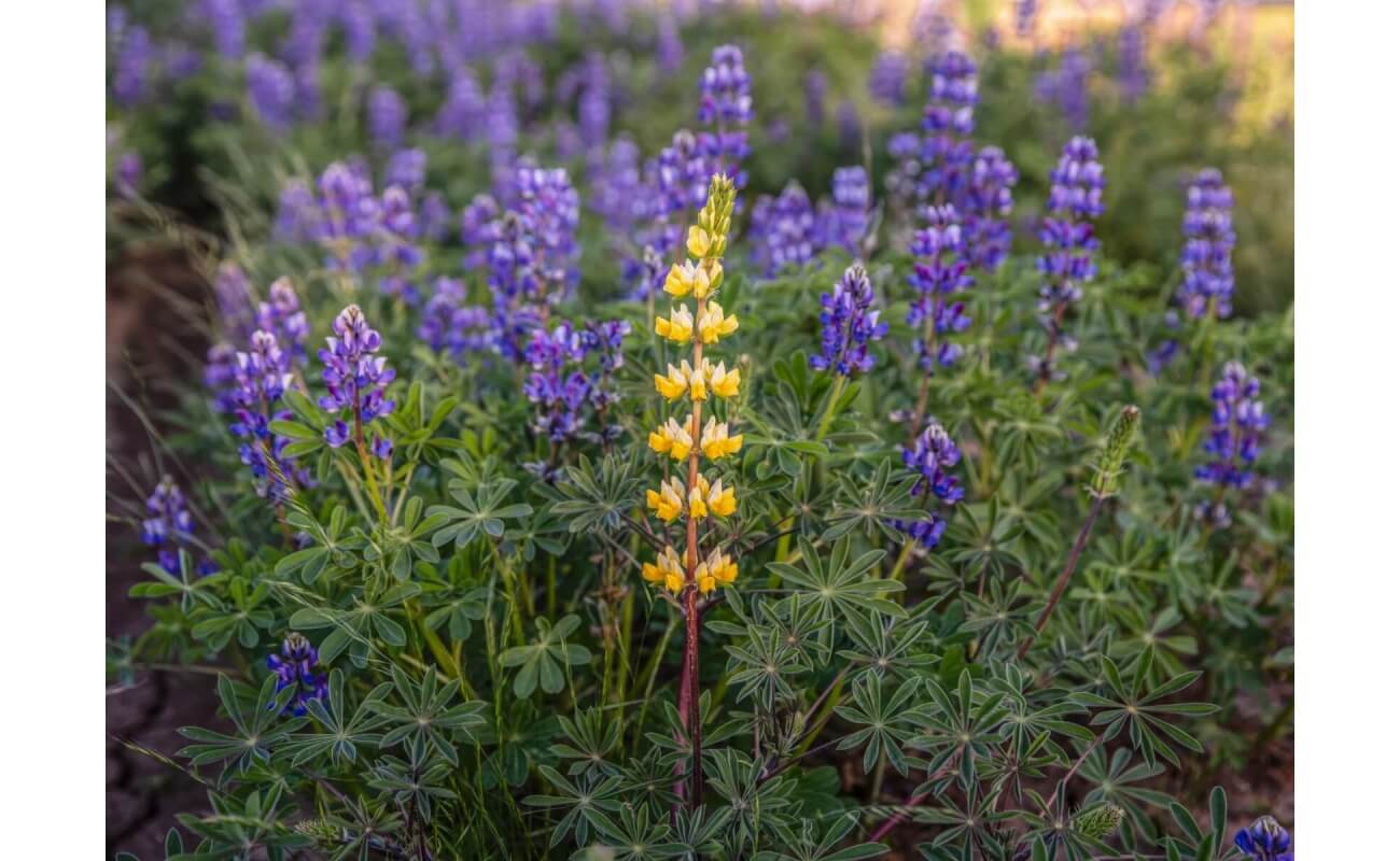 Ed Gedling Lupine-4516