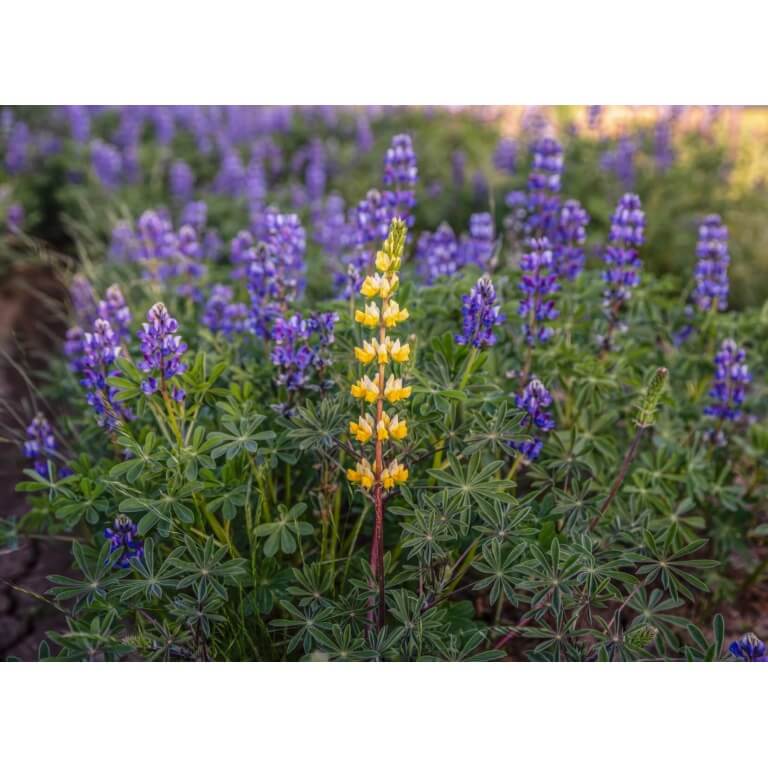 Ed Gedling Lupine-4516