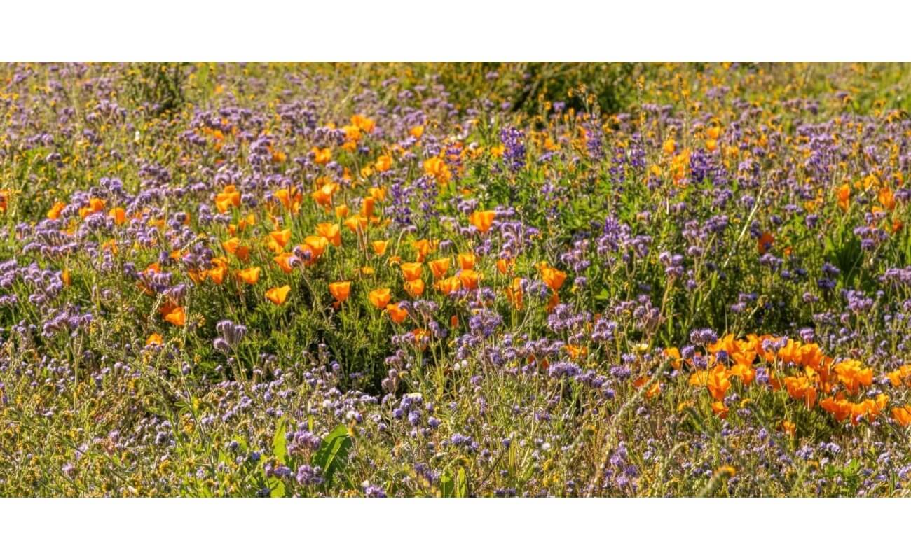 California Native Wildflower Mix-4854