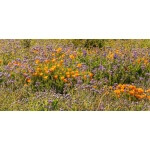 California Native Wildflower Mix-4854