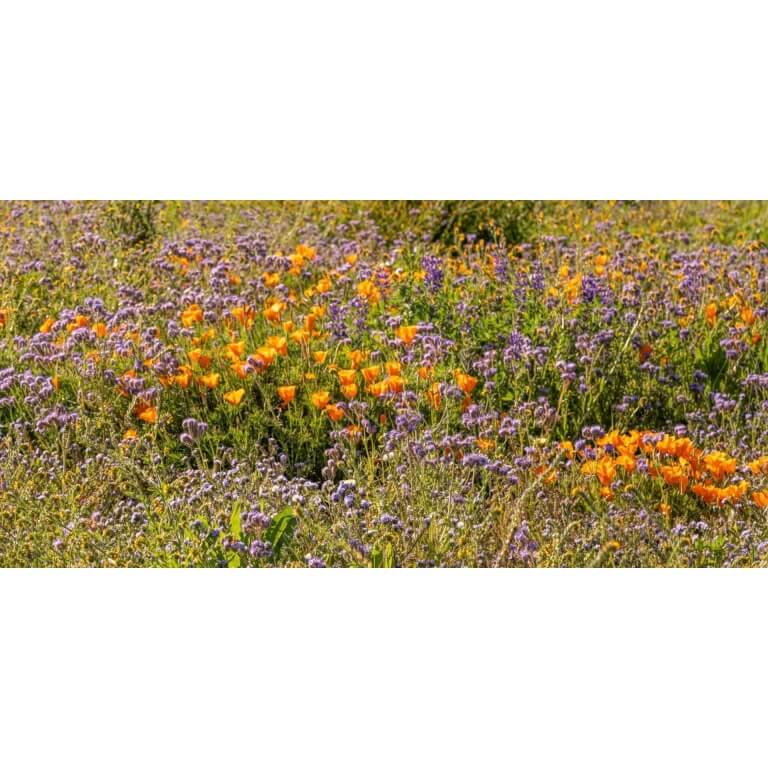 California Native Wildflower Mix-4854