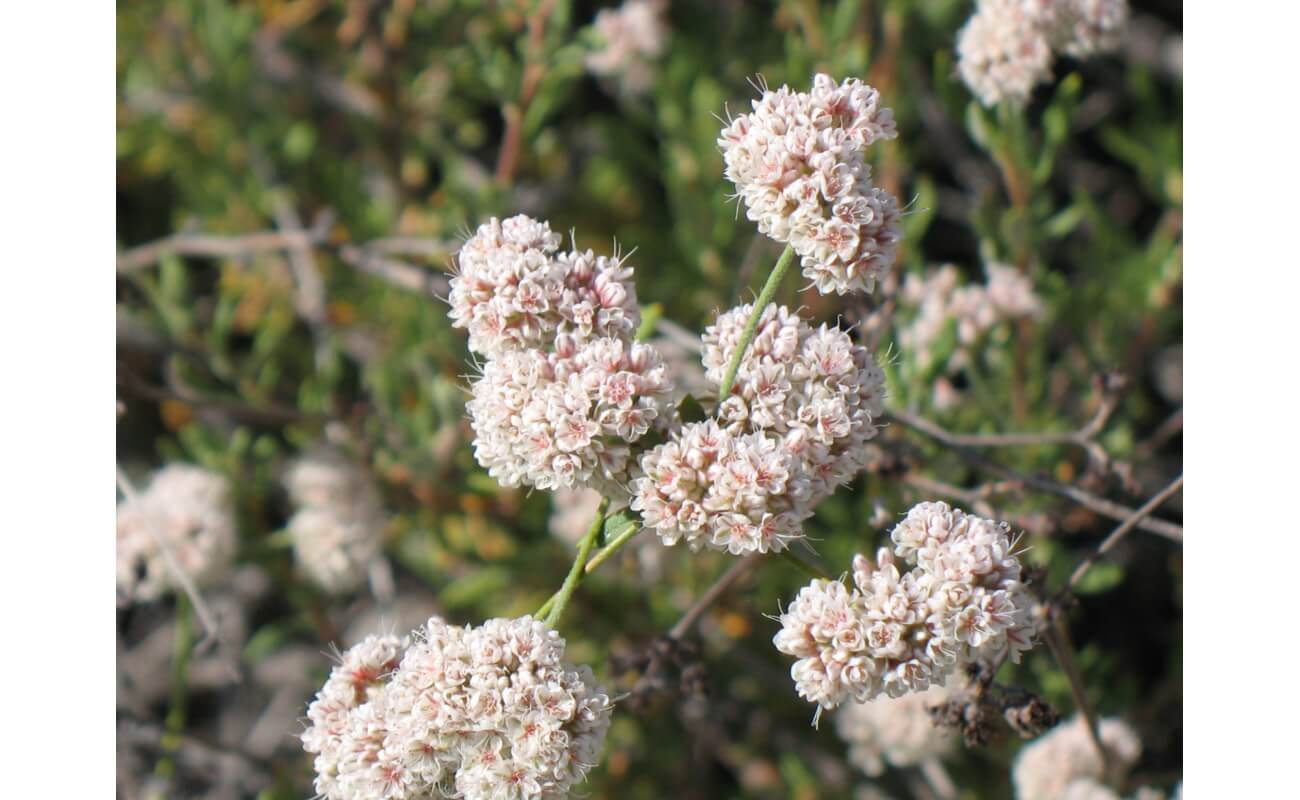 California Buckwheat-4226