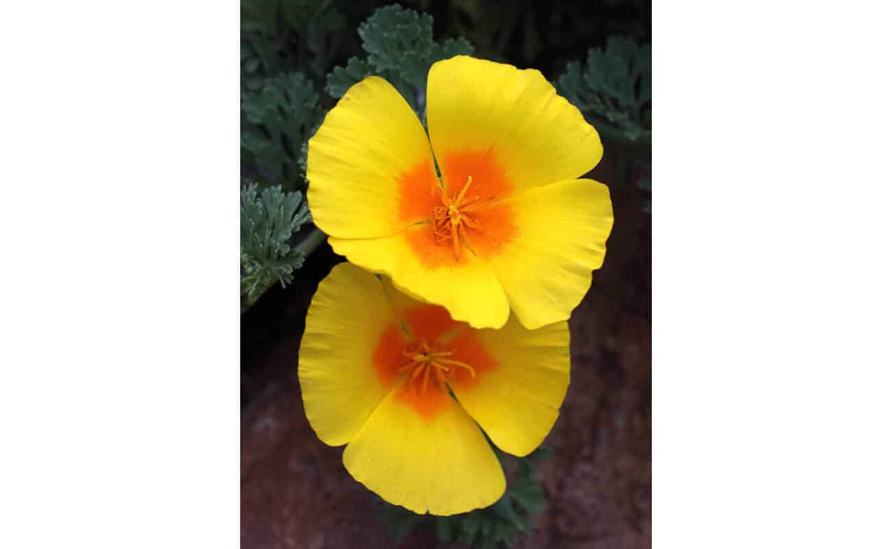 Coastal California Poppy-4157