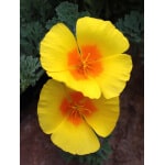 Coastal California Poppy-4157