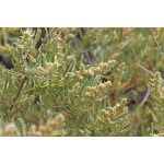 Four-Wing Saltbush-4233