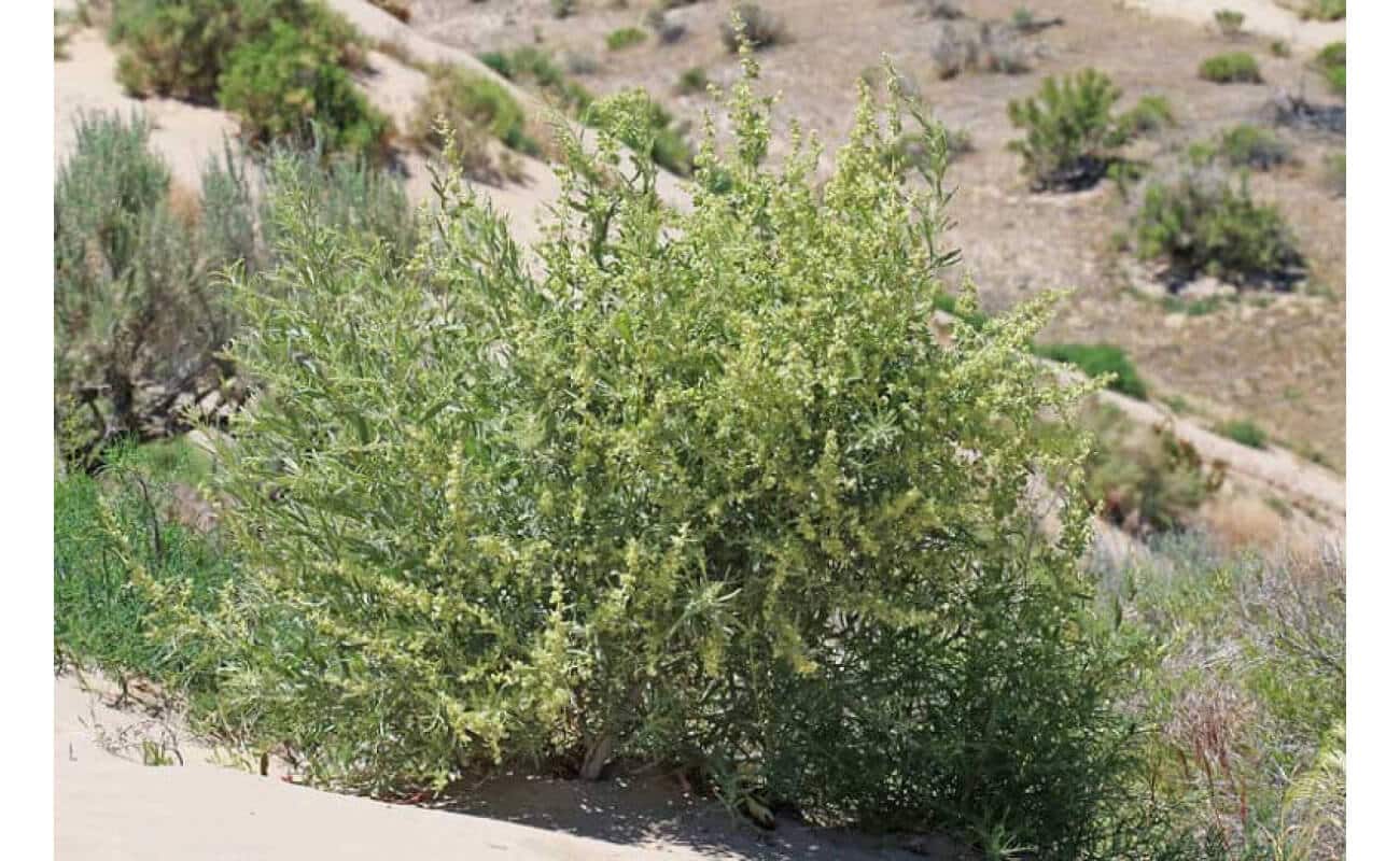 Four-Wing Saltbush-4234