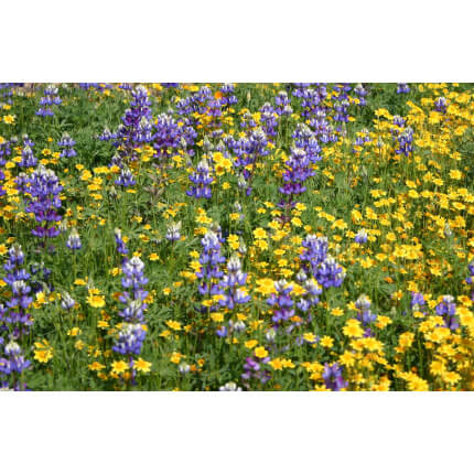 Ornamental Low Growing Native Mix-4097