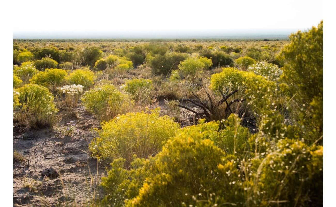 Desert Sage Scrub Mix-4942