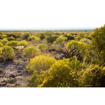 Desert Sage Scrub Mix-4942