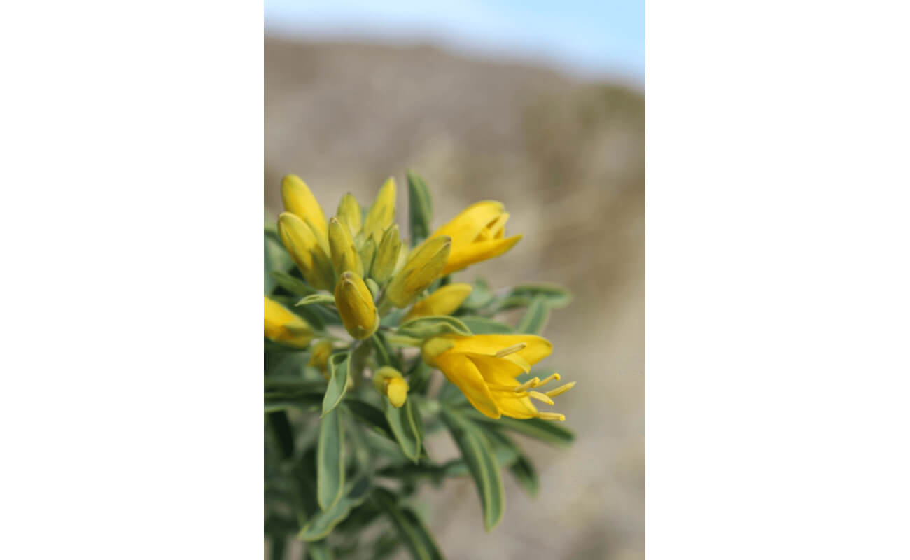 Bladderpod-5094