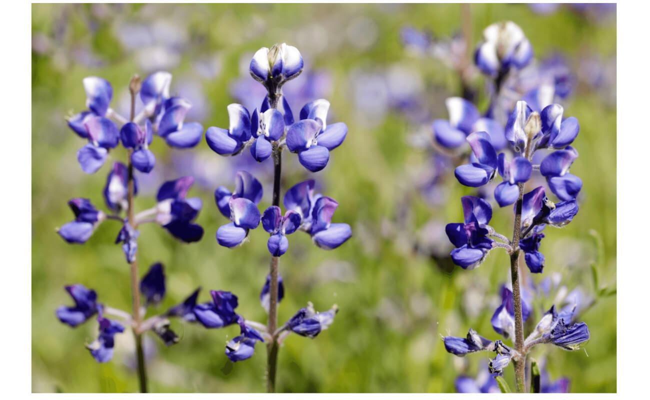 Sky Lupine-4582