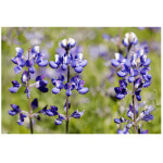 Sky Lupine-4582