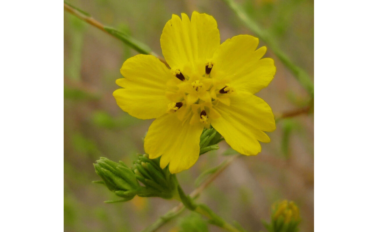 Clustered Tarweed-5331